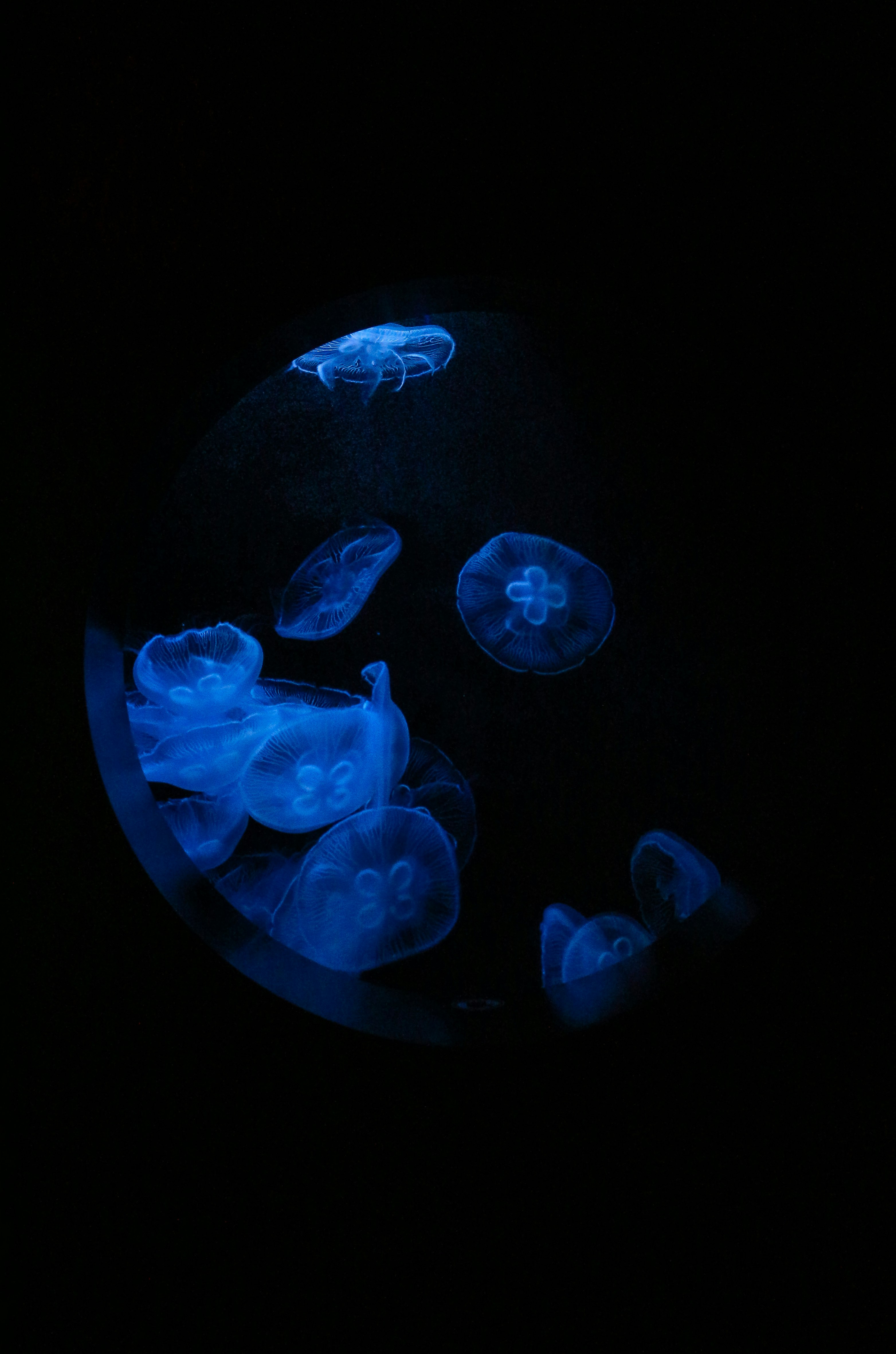 blue jellyfish on black background